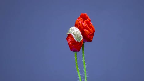time lapse or timelapse footage of a flower plant that seems to be poppy opening its red blossoms and growing slowly on a blue background