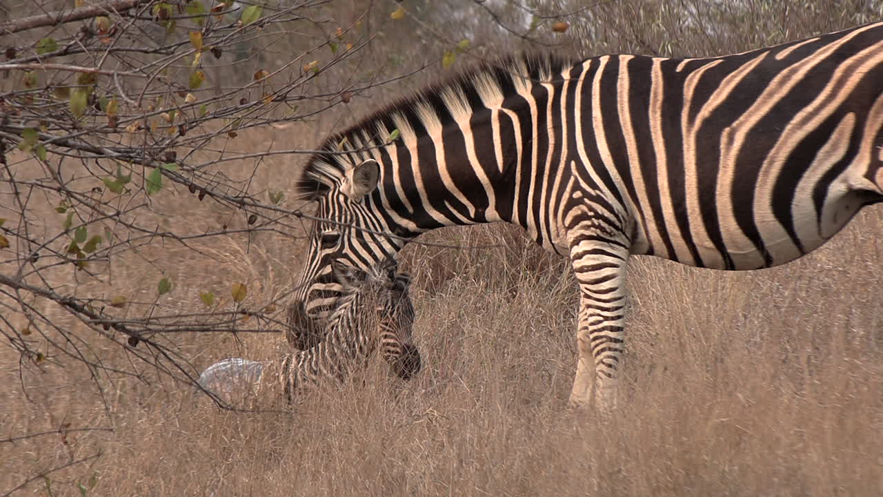 출생 직후, 제브라 새끼는 출생막으로 여 넘어집니다.