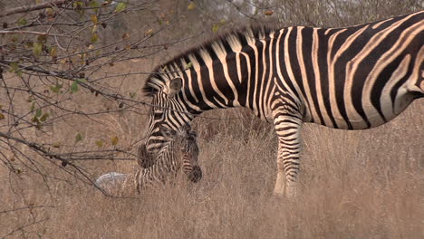 shortly after birth, the zebra foal stumbles, covered in the birth membrane