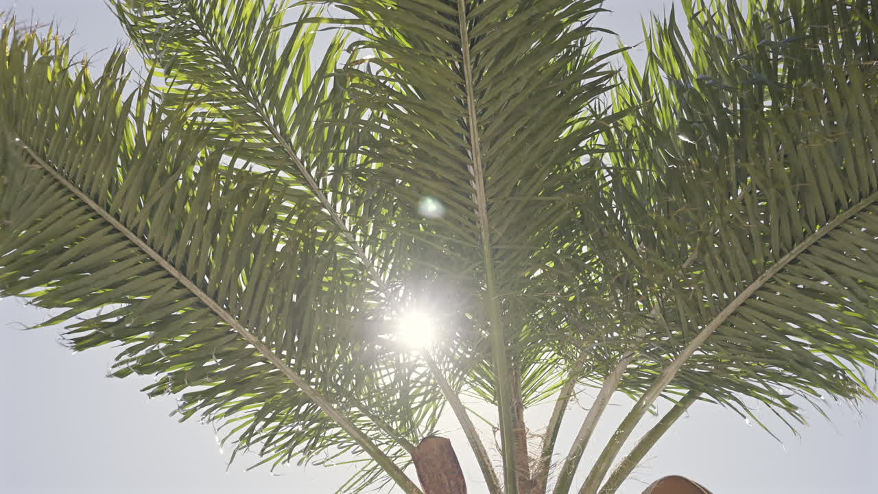 Close up of sun peaking through the leaves of a palm tree with the blue sky on the background