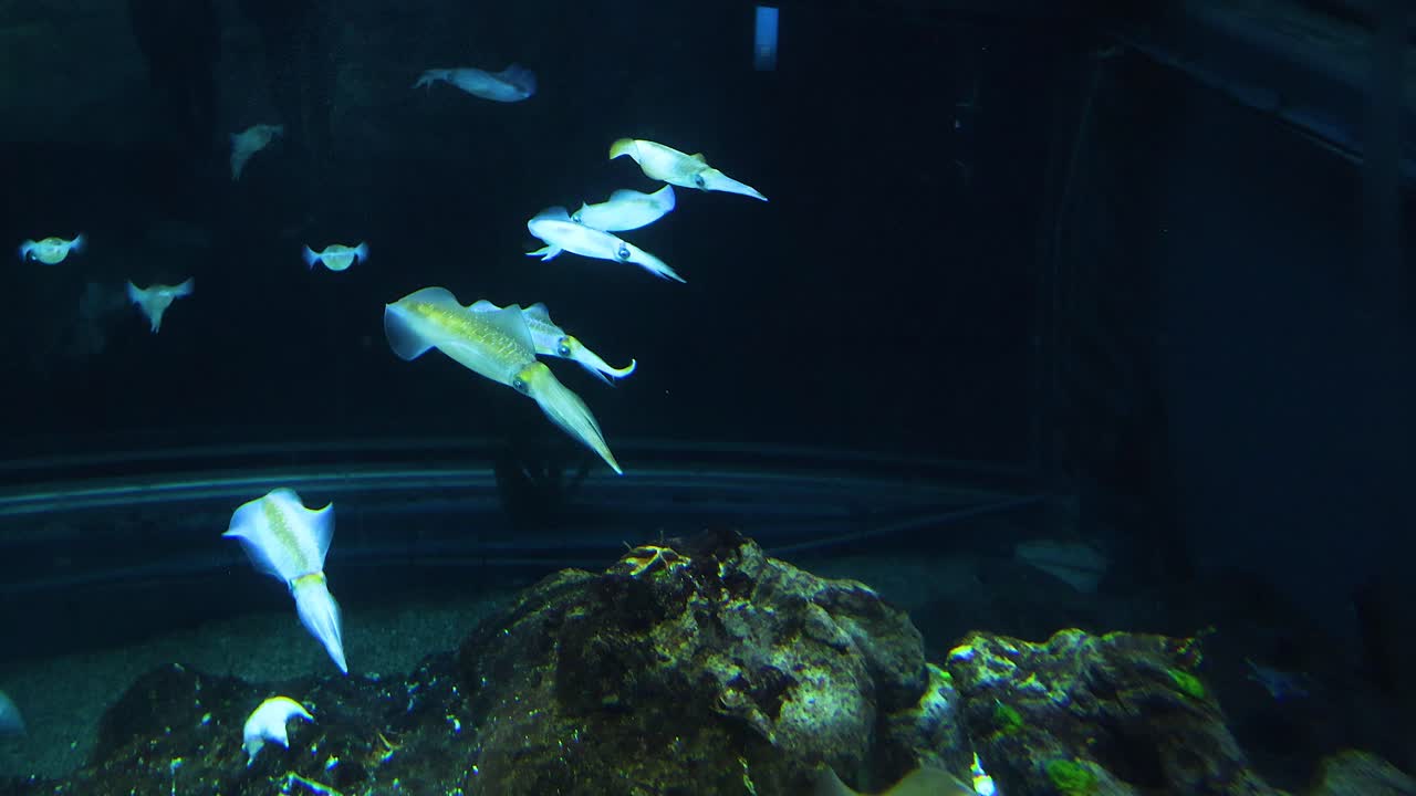 varios peces se deslizan a través del agua en un acuario