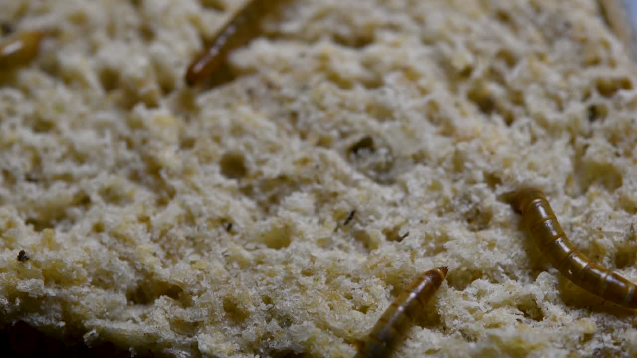 밀웜은 물고기, 뱀, 새, 개구리와 같은 애완동물에게 먹이를 주는 데 사용되는 딱정벌레의 일종입니다.