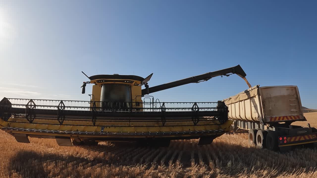 Golden hour agricultural harvest: Combine pours grain into farm trailer