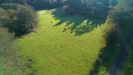 cows grazing over green pasture land in zas, la coruna, galicia, spain