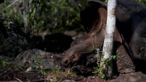 tortuga gigante de galápagos comiendo hierba - primer plano