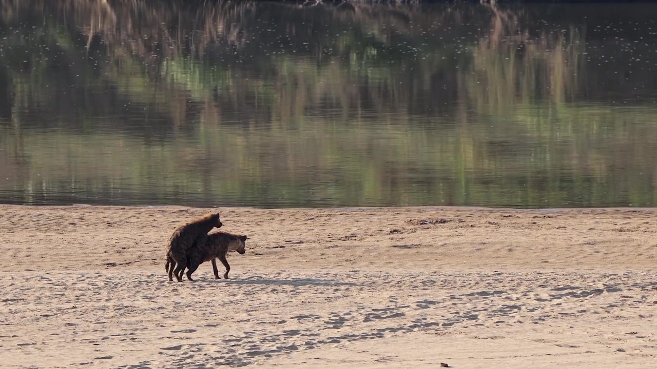 Coppia di iene maculate in accoppiamento su una riva sabbiosa del fiume nel Parco Nazionale Kruger.