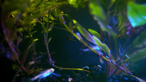 los peces iridiscentes reflejan la luz de sus órganos y ojos transparentes
