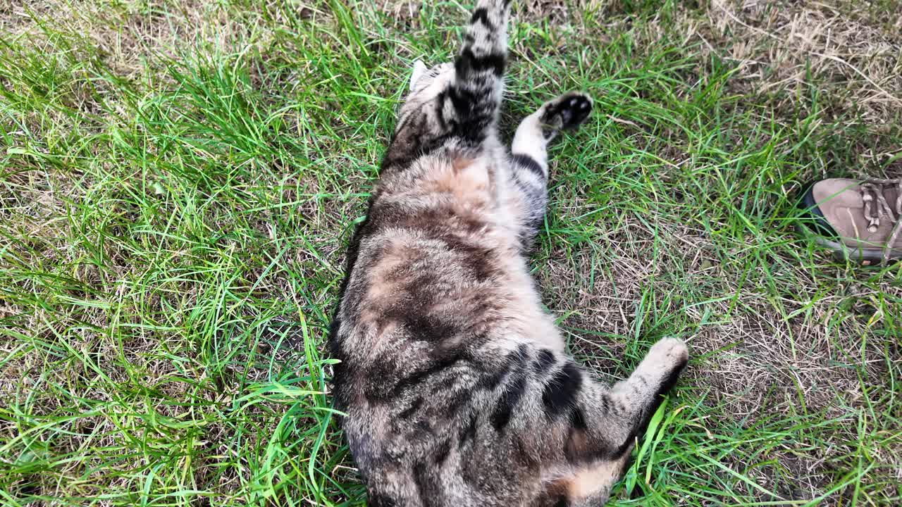 European cat lying on its back on the grass, enjoying a moment of playful relaxation