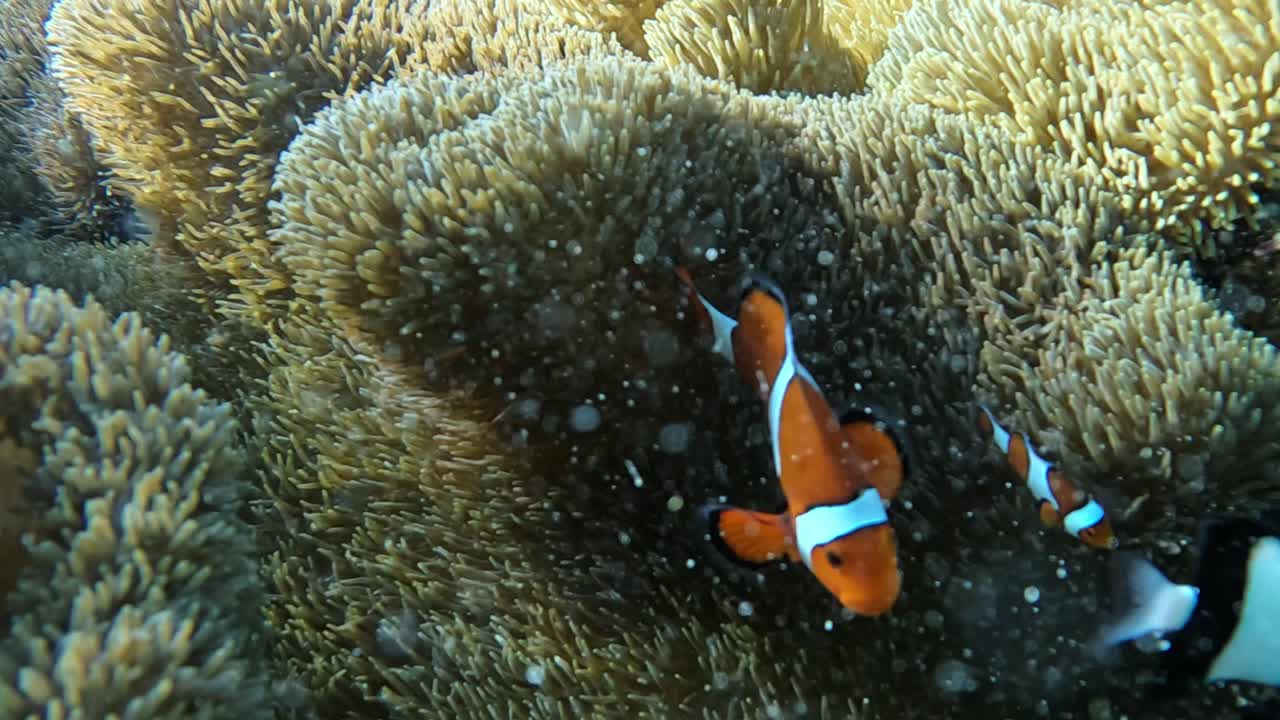 Simpatico pesce pagliaccio nascosto all'interno di un anemone in acque cristalline - Primo piano