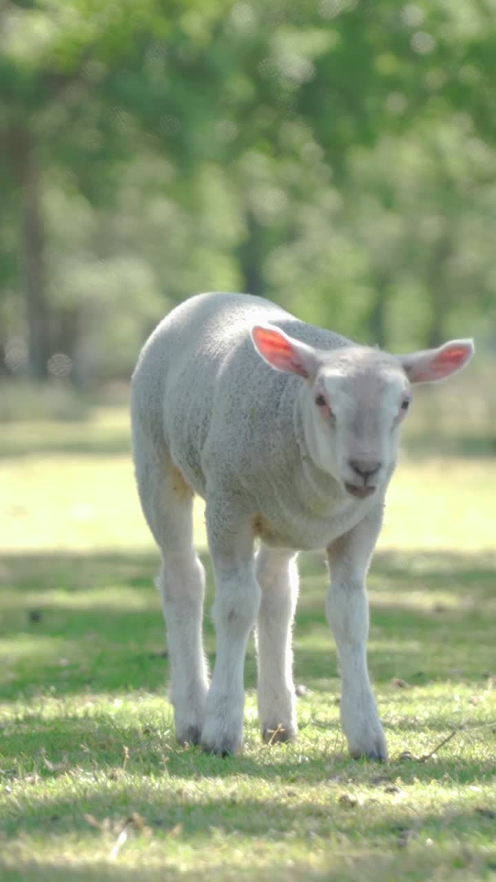 들판 에서 양 을 잡아먹는 것