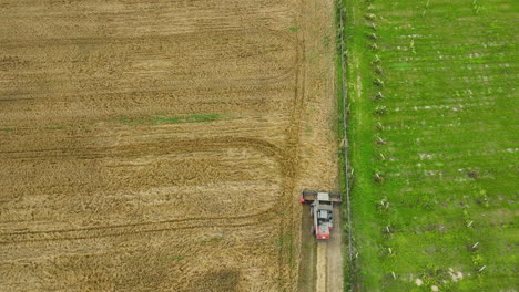 Aerial-view-of-a-combine-harvester-working-in-a-vast-golden-wheat-field,-leaving-behind-a-trail-of-harvested-crops