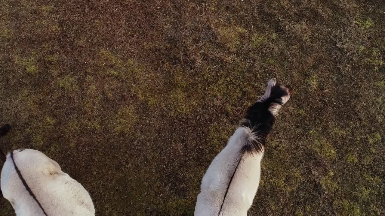Pape’s wild horses forage in textured brown pasture captured from drone angle