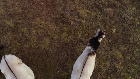 pape’s wild horses forage in textured brown pasture captured from drone angle
