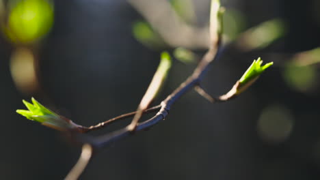 extreme close-up of green buds on thin tree branch, focus shift