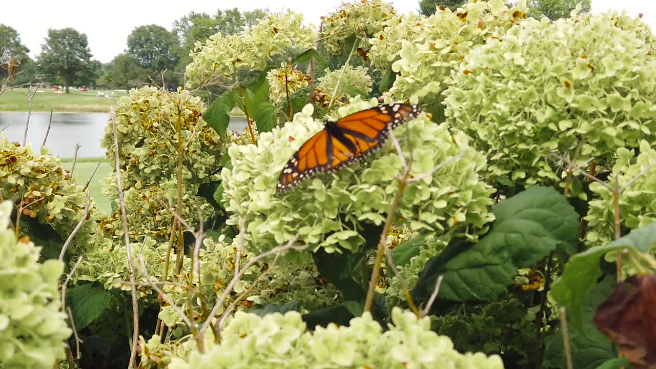 mariposa en cámara lenta colgando en el viento auge de tiro ancho a tiro medio dos