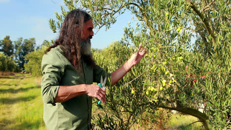 man pruning olive tree in farm 4k