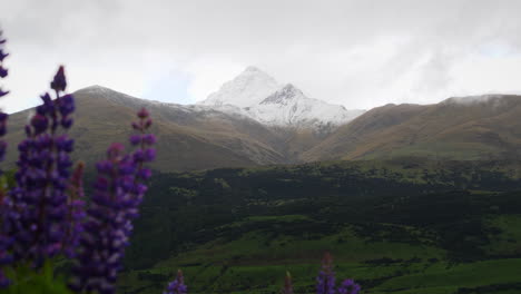 Flower-in-the-foreground,-mountain-peak-in-the-background