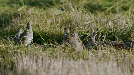 Perfect-closeup-of-gray-partridge-bird-walking-on-road-and-grass-meadow-feeding-and-hiding