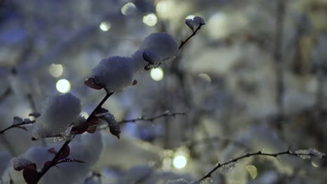 christmas lights are placed on a snowy bush in a barberry