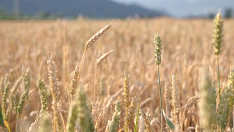 close up view of wheat head with bokeh background of golden field