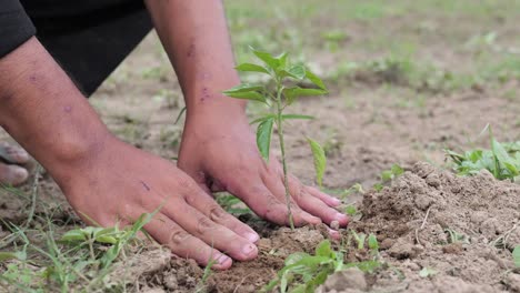 granjero limpiando la hierba de la plantación de chile