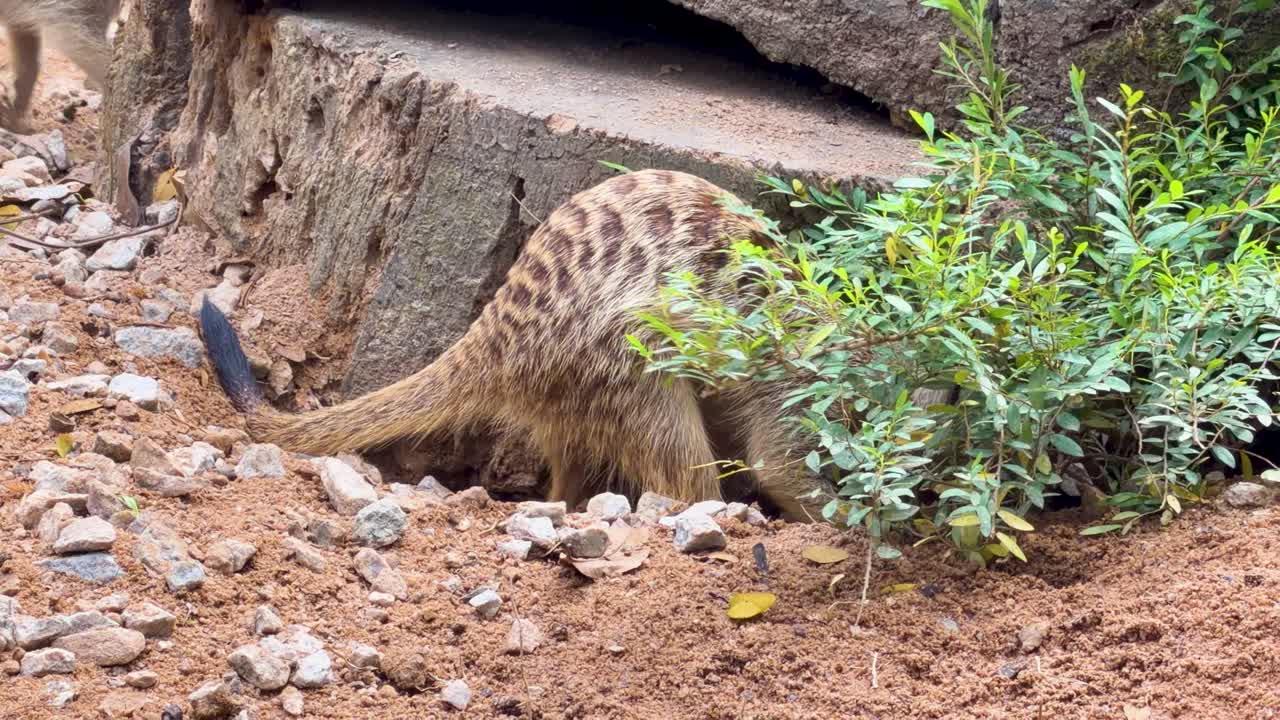 Un suricato scava e cerca attivamente cibo nel terreno arido vicino all'ingresso di una tana rocciosa