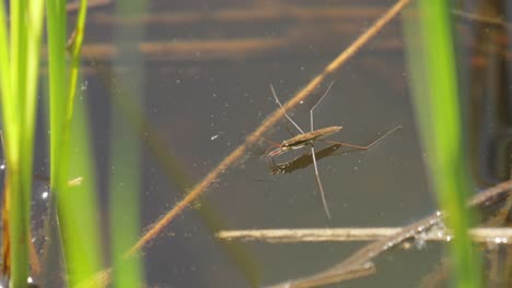 los gerridae son una familia de insectos del orden hemiptera. los gerridae están construidos anatómicamente para transferir su peso para poder correr sobre la superficie del agua.