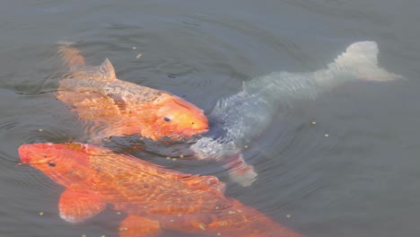 a detailed view of orange and blue koi fish swimming closely together in a pond.