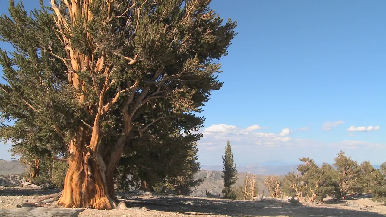 antiguos pinos bristlecone que crecen en las montañas blancas de california en un lapso de tiempo
