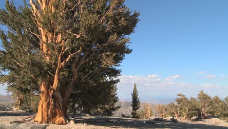 Ancient bristlecone pine trees growing in the White Mountains of California in a time lapse shot