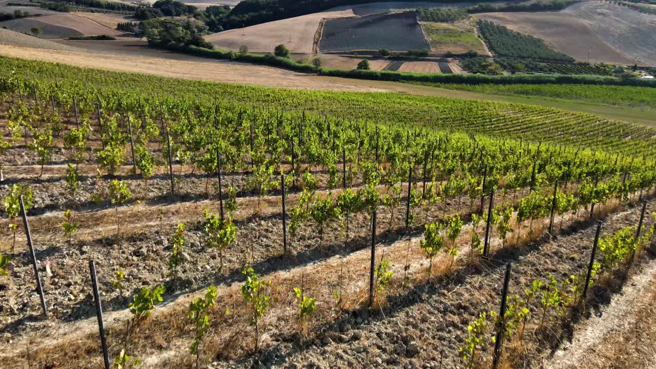 Veduta aerea panoramica sui filari di vigneti, nelle colline della Toscana, nella campagna italiana, in una giornata di sole