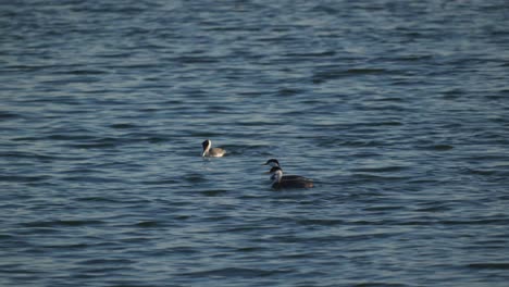 Enten-Auf-Dem-Wasser-Im-Inselpark-Verdammt