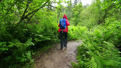hiking through a lush green forest on a rainy day