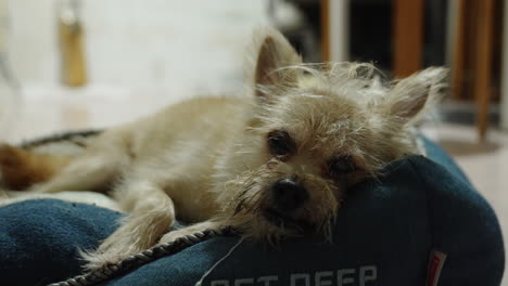 brown puppy lying soundly on a warm blanket