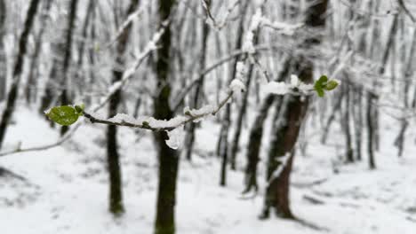 Starker-Schneefall-Im-Wald,-Winzige-Grüne-Blätter-Im-Frühling-Wachsen,-Gefrieren-Aber-Im-Spätwinter,-Schneefall-Auf-Einem-Ast,-Malerische-Naturlandschaft,-Hyrkanische-Wälder,-Schneeflocken-Bedecken-Den-Wald-Im-Iranischen-Rasht-Hochland