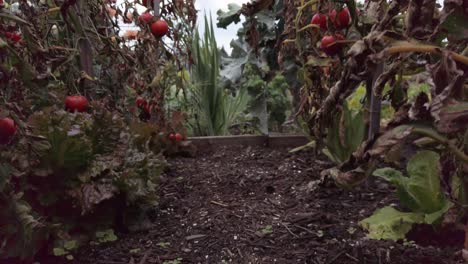 tomatoes ripening on the vine at the local community garden in a residential nieghborhood