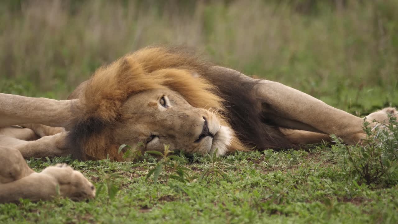 Africký lví patriarcha s obojkem pyšně odpočívající na zelené savaně.