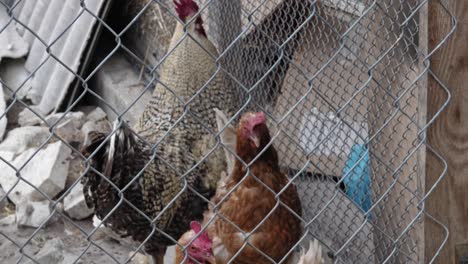 hens and rooster closed on the catwalk, in hen house