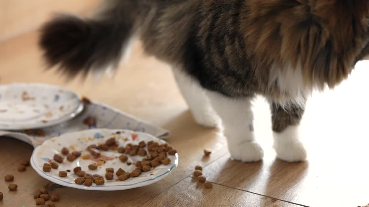 Eine getigerte Hauskatze frisst Trockenfutter, das auf dem Boden und von einem nahegelegenen Teller verstreut ist. Alltägliche Fütterungsszene in Innenräumen, die natürliches Haustierverhalten und routinemäßige häusliche Pflege zeigt