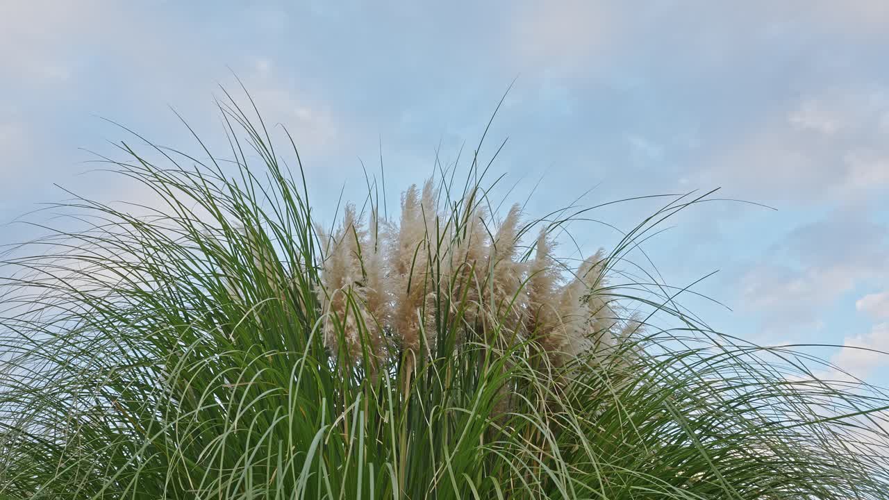 A close-up view of the tall, feathery plumes of pampas grass blowing slightly against an overcast blue and white sky
