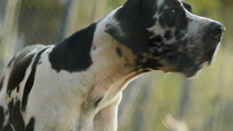 울타리 뒤에 얼룩이 있는 그레이트 데인 (great dane) 의 초상화. 순수 품종의 그레이트 데이인 개가 사적 재산을 보호하고 있다.