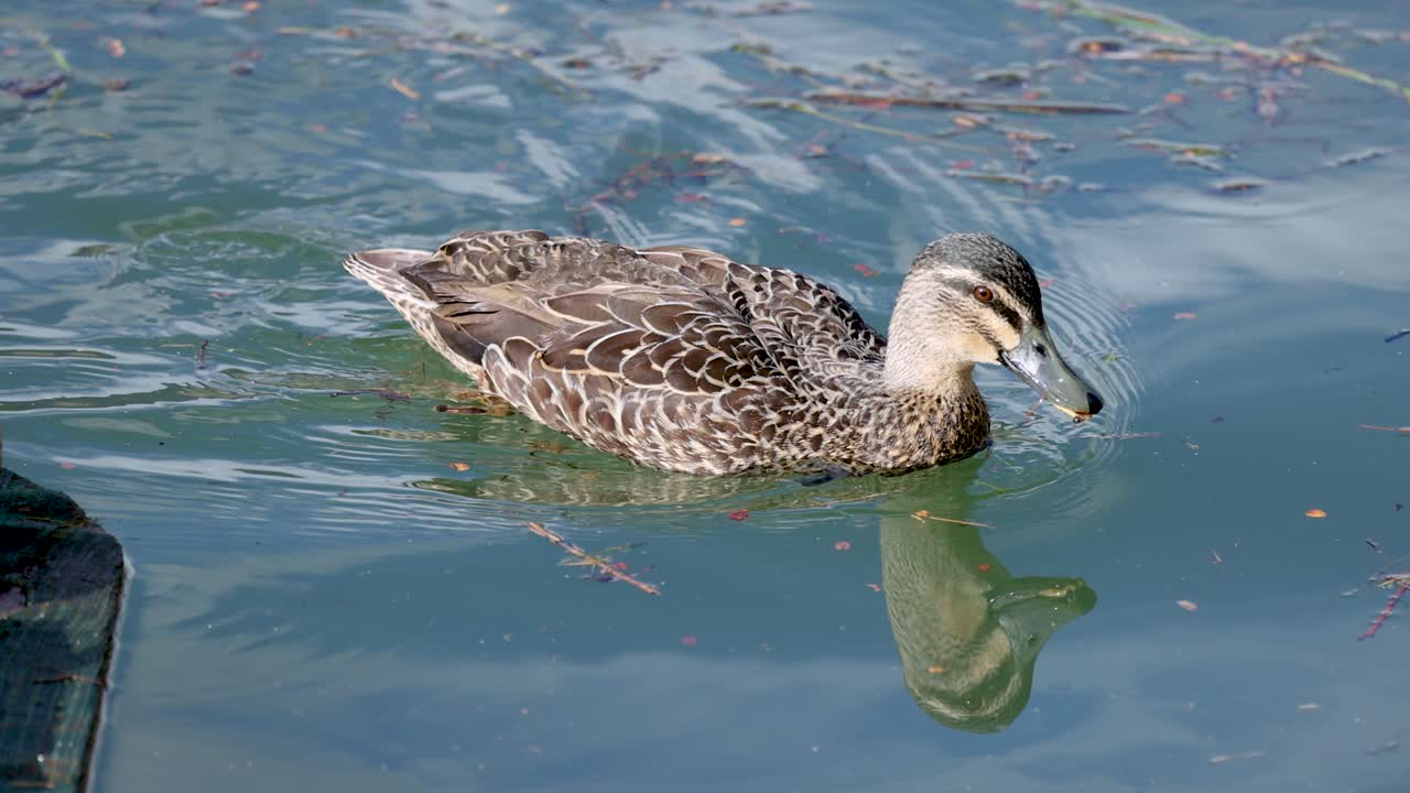 A duck gracefully swims in a serene pond, surrounded by natural elements, under bright daylight in New Zealand