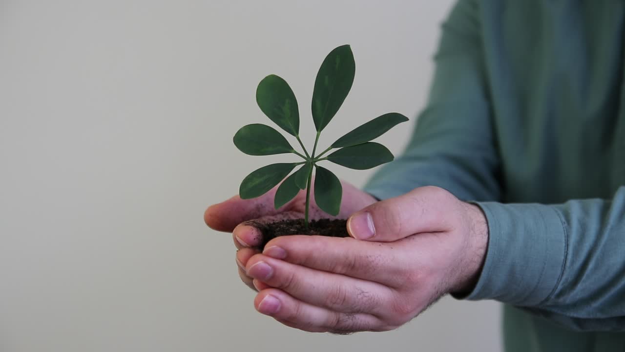 un puñado de plantas del suelo creciendo