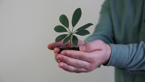 un puñado de plantas del suelo creciendo