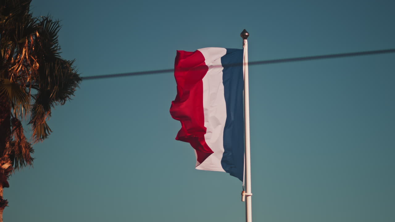 Primo piano della bandiera francese che sventola con una palma sullo sfondo