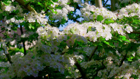 Hawthorn blossom moving gently in the summer breeze