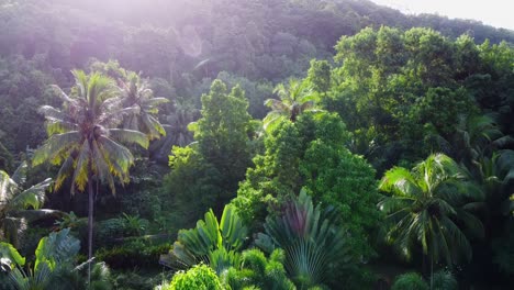 aerial view: tilting upshot, scenic view of dense tropical jungles on koh chang island in thailand