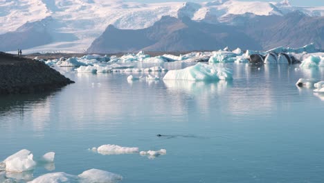 foca solitaria nadando en la laguna del mar ártico con icebergs en islandia