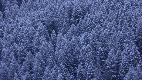 Paisaje-De-Bosque-Cubierto-De-Nieve-En-Montana-Durante-El-Invierno-4k-Cámara-Lenta