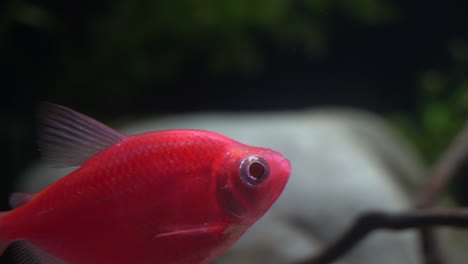 glofish tetra seen in daylight